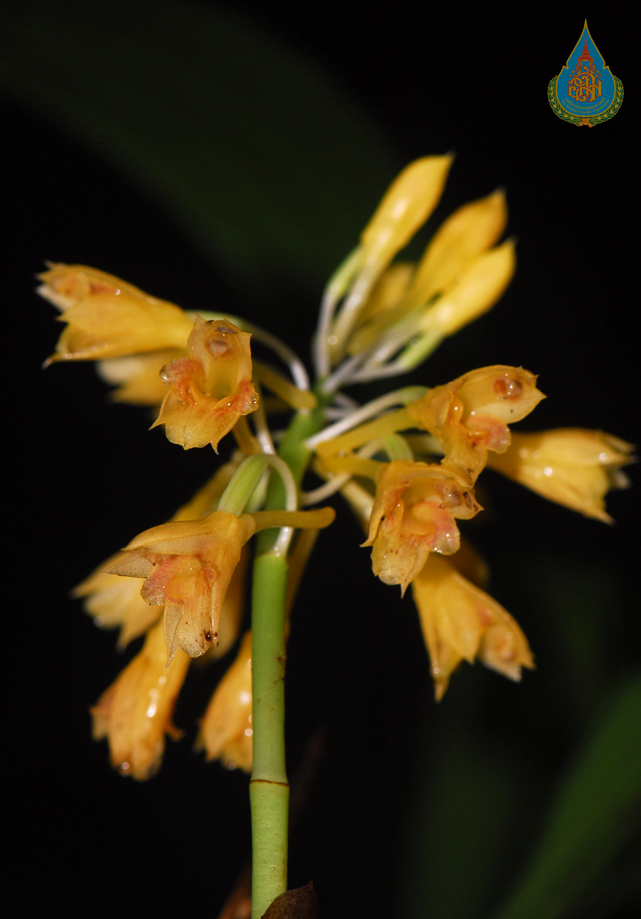 อั้วข้าวตอกพุ่มเหลือง Calanthe densiflora Lindl.<br/>ORCHIDACEAE